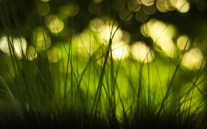 Green Grass in Nature