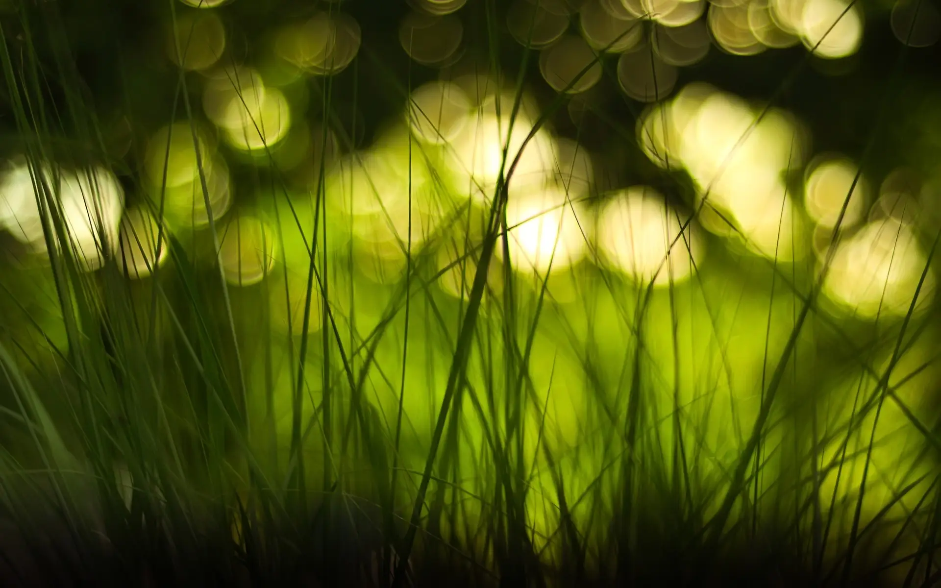 Green Grass in Nature
