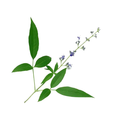 Green Leaf Sprig with Flowers