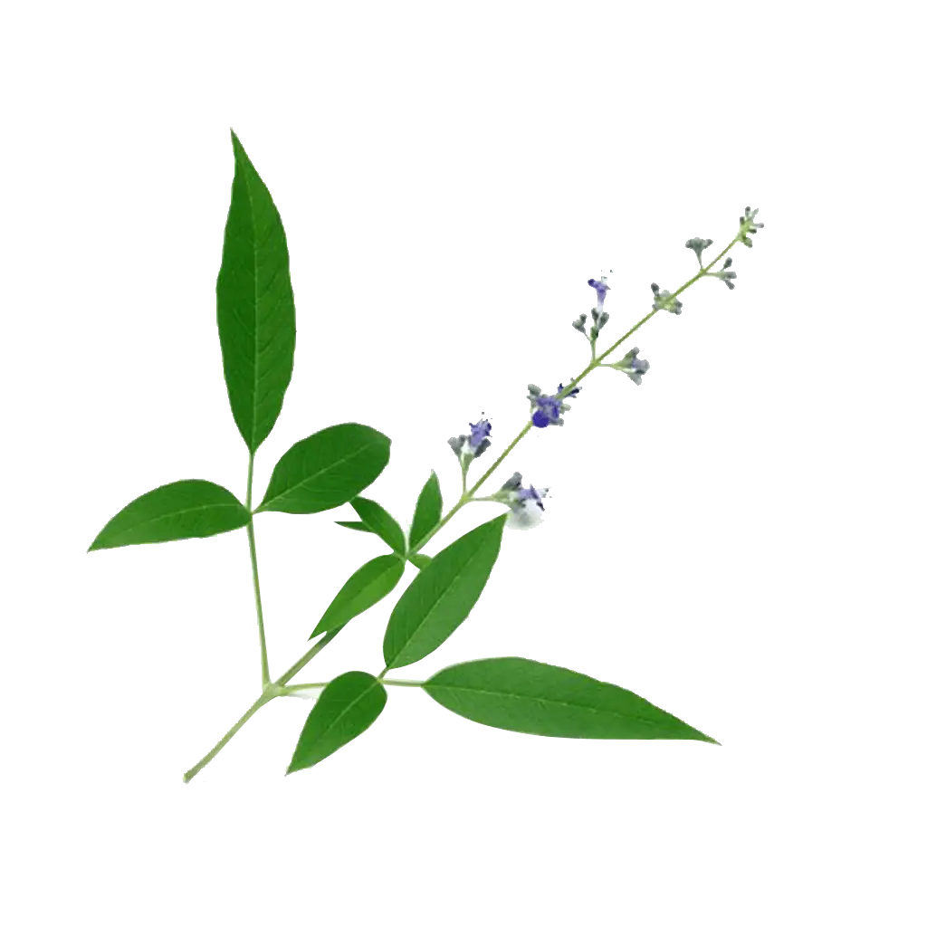Green Leaf Sprig with Flowers