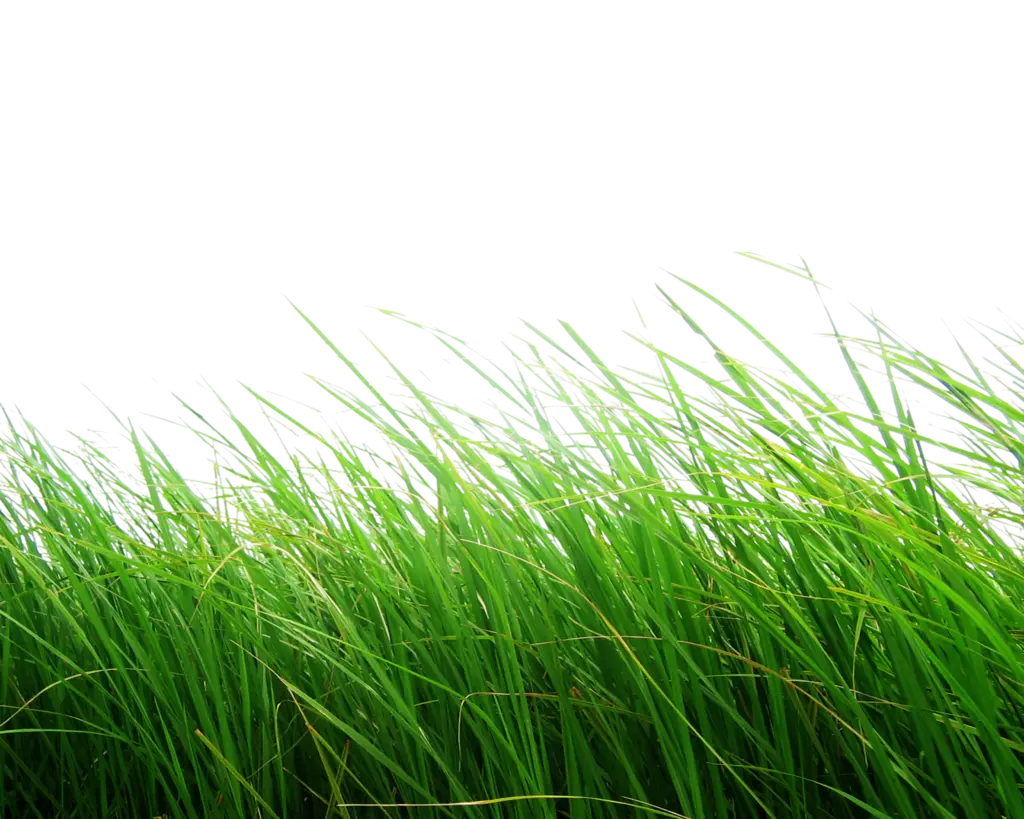 Lush Green Grass in Natural Setting
