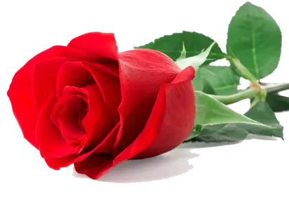 Fresh Red Rose in Full Bloom
