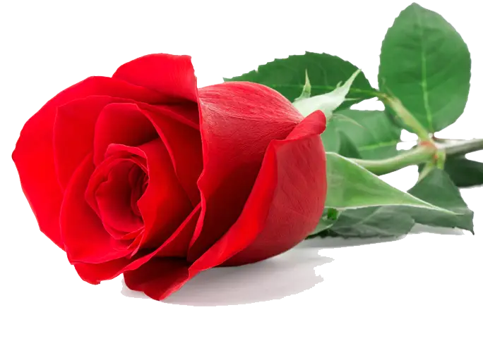 Fresh Red Rose in Full Bloom