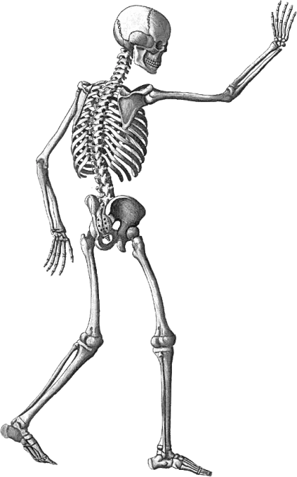 Human Skeleton Illustration for Anatomy Study