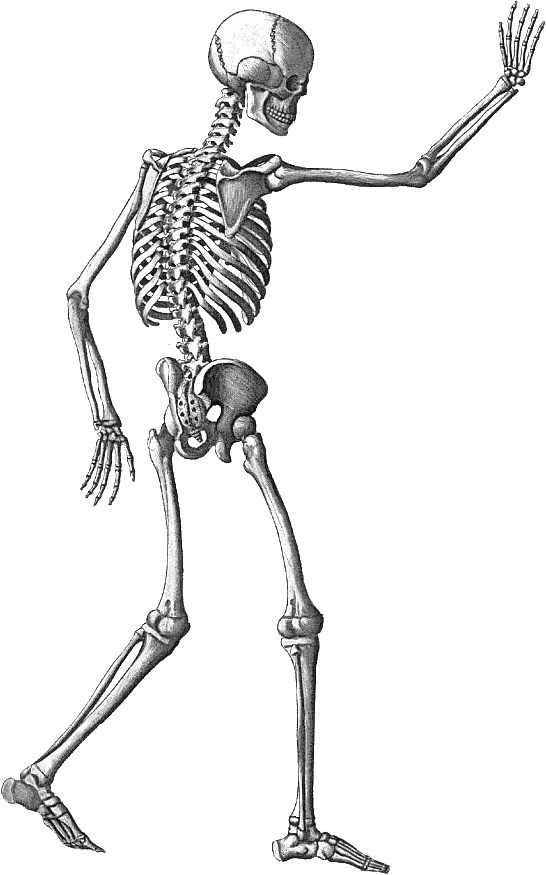 Human Skeleton Illustration for Anatomy Study