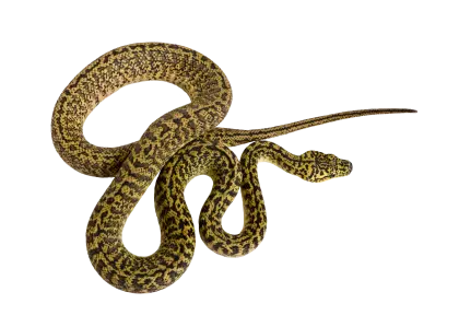 Yellow Spotted Snake with Coiled Body