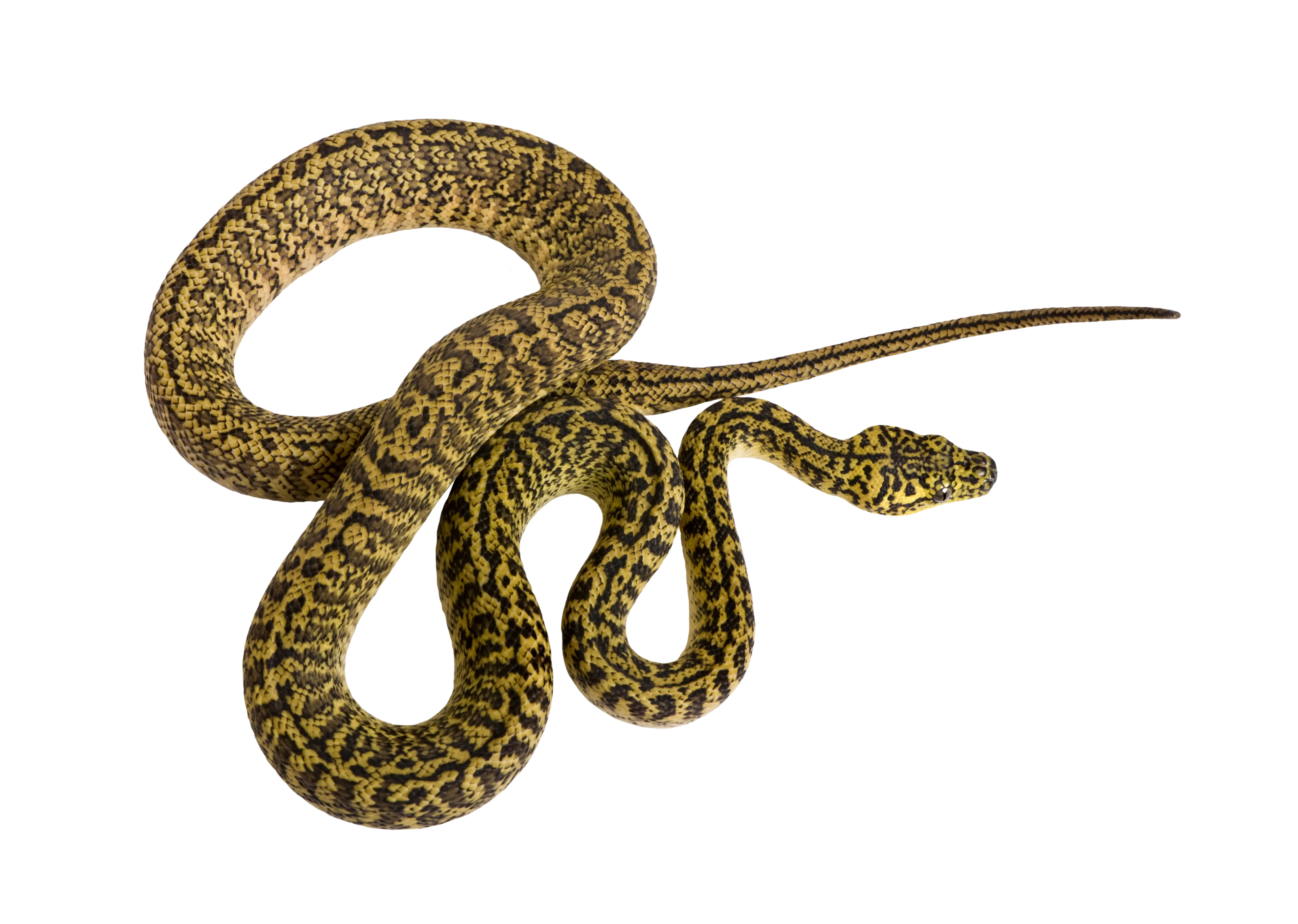 Yellow Spotted Snake with Coiled Body