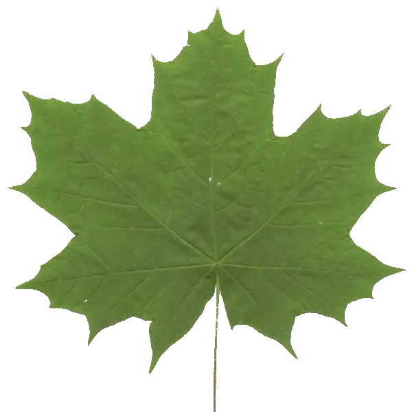 Green Maple Leaf Close-Up