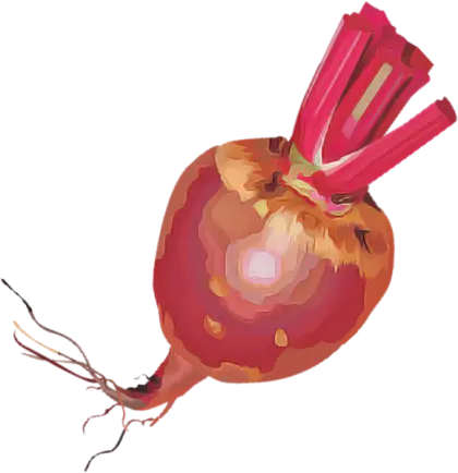 Red Beet Root Vegetable