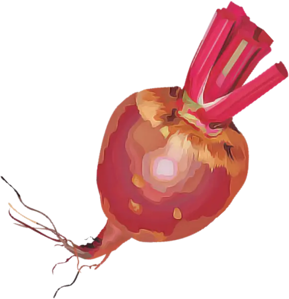 Red Beet Root Vegetable