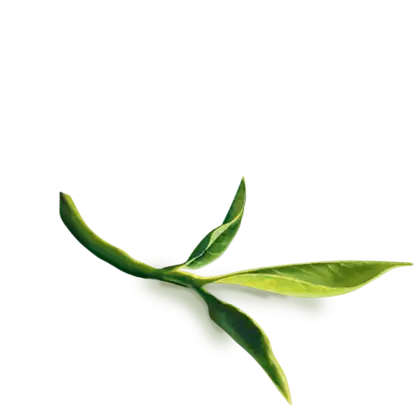 Green Tea Leaf on Transparent Background