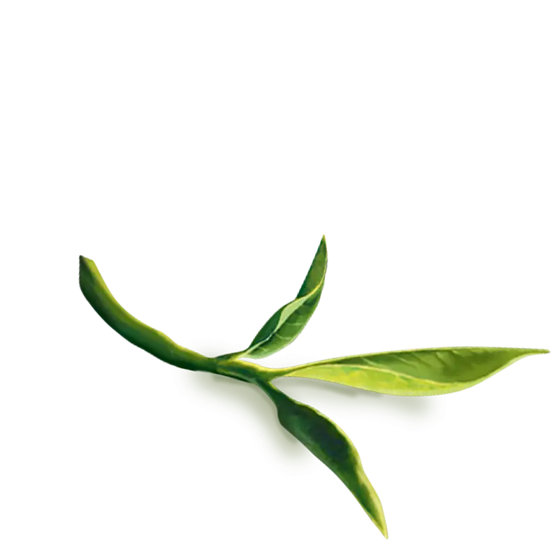 Green Tea Leaf on Transparent Background
