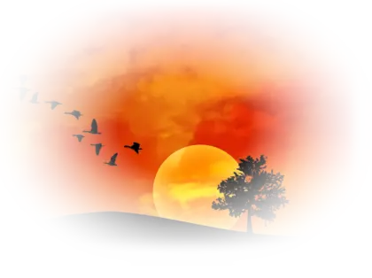 Beautiful Sunset with Birds