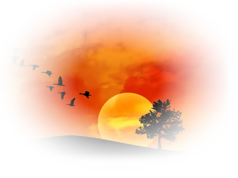 Beautiful Sunset with Birds