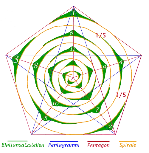 Pentagon Spiral Diagram