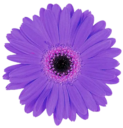 Purple Daisy Flower Bloom