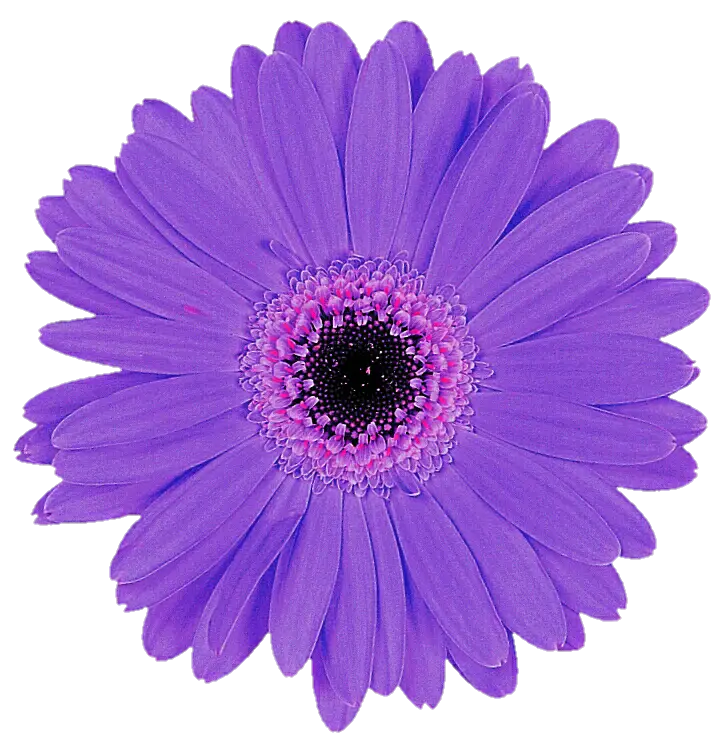 Purple Daisy Flower Bloom