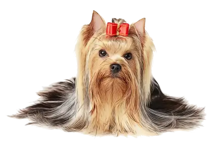 Yorkshire Terrier with Red Bow Groomed Look