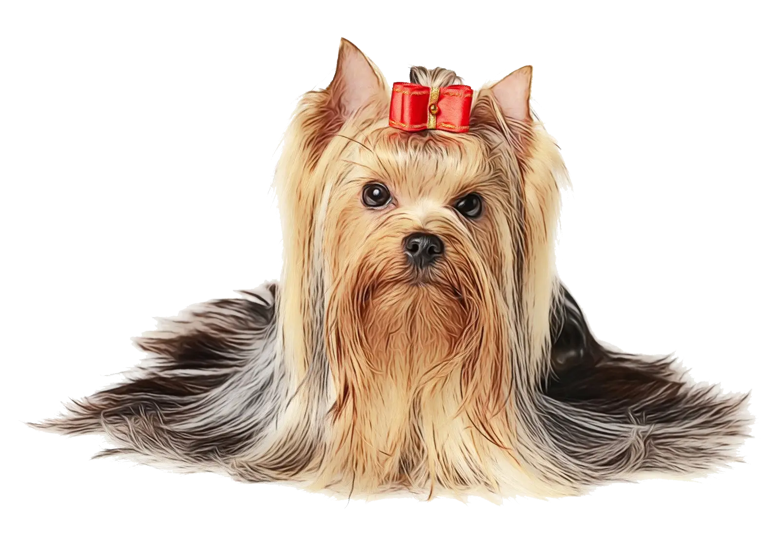 Yorkshire Terrier with Red Bow Groomed Look