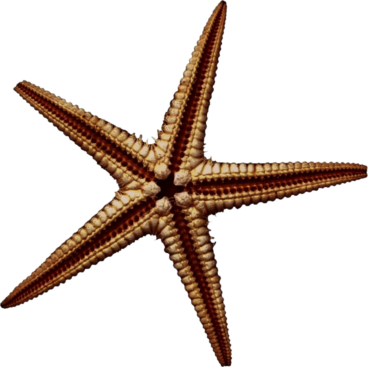 Starfish Illustration for Ocean Theme
