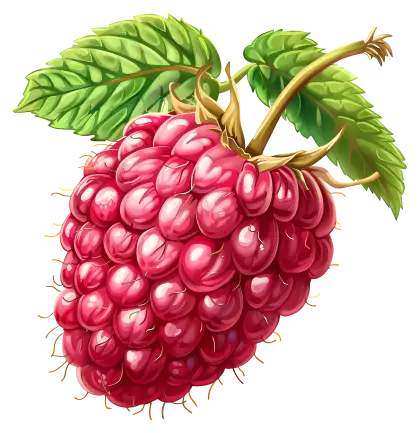 Fresh Raspberry with Leaves Illustration