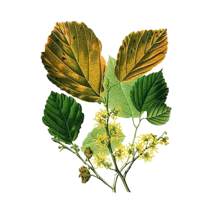 Botanical Illustration with Leaves and Flowers