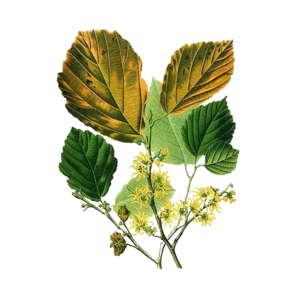 Botanical Illustration with Leaves and Flowers