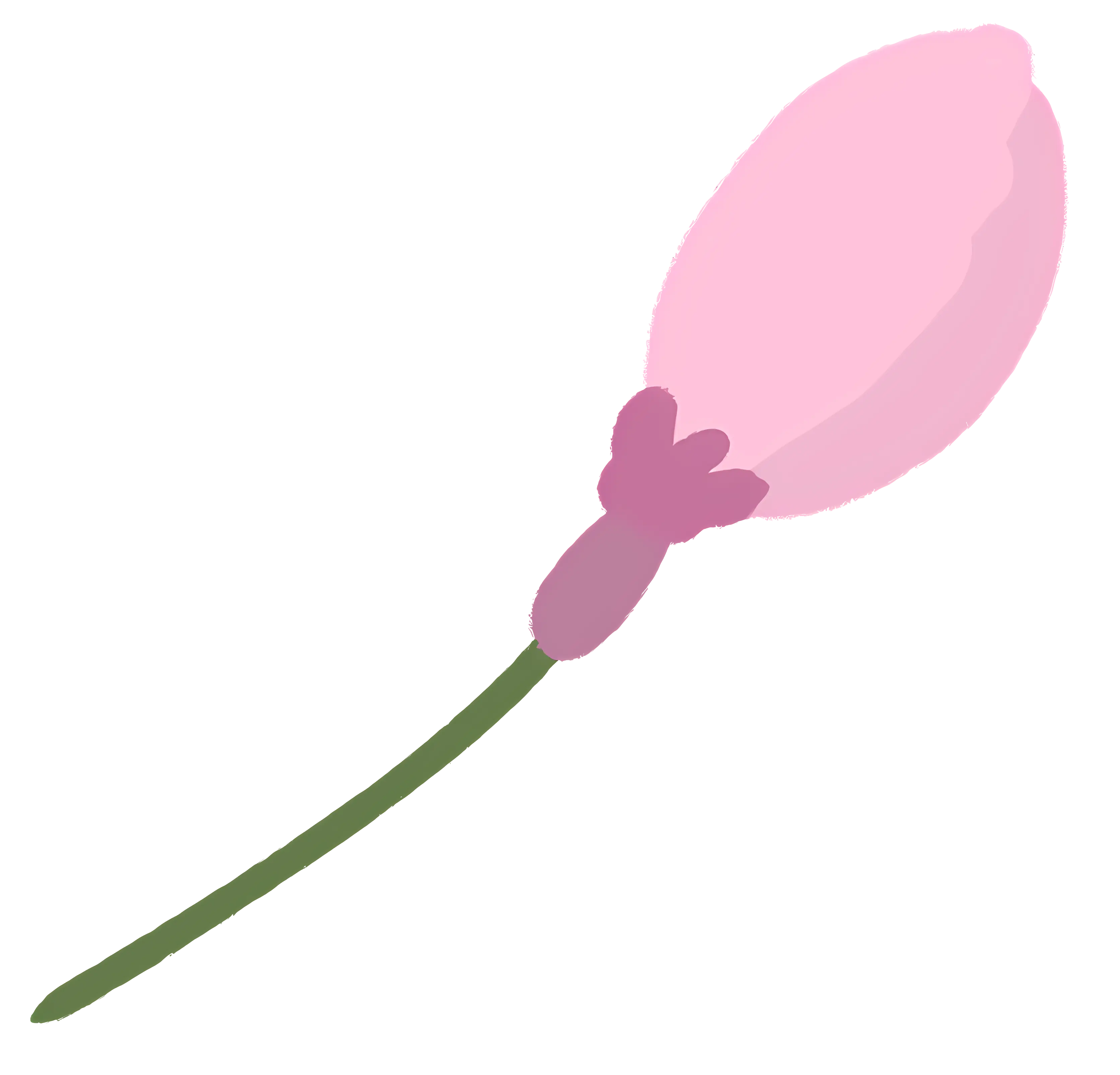 Pink Flower Bud