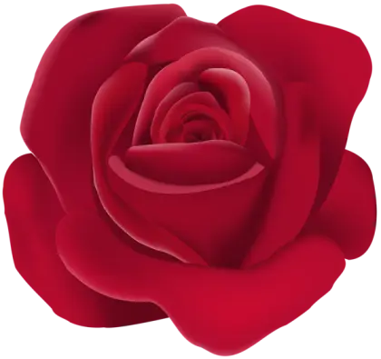 Red Rose Illustration