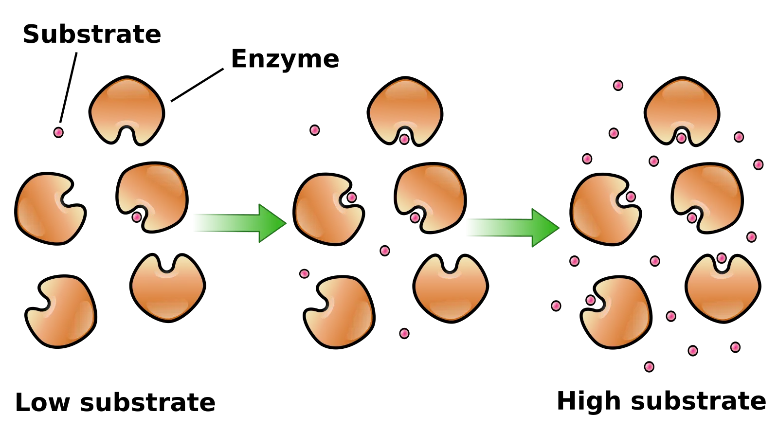 Enzyme and Substrate Interaction Illustration