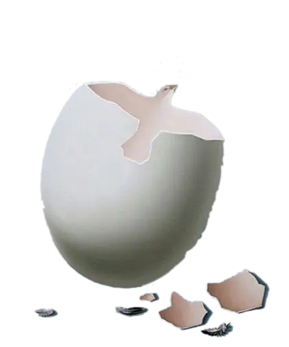 Cracked Egg with Shell Pieces