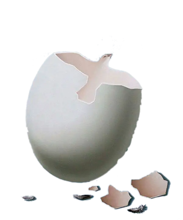 Cracked Egg with Shell Pieces
