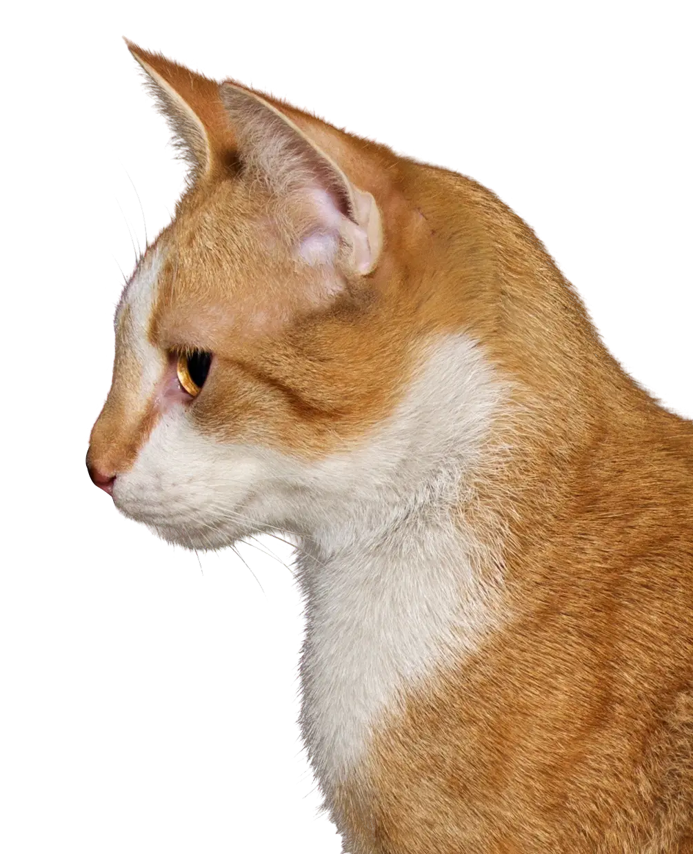 Side Profile of a Ginger Cat