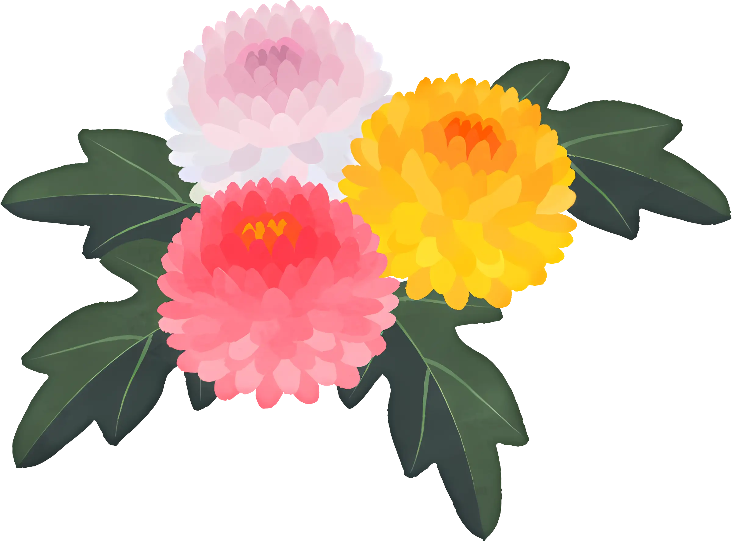 Chrysanthemums Illustration with Vibrant Colors
