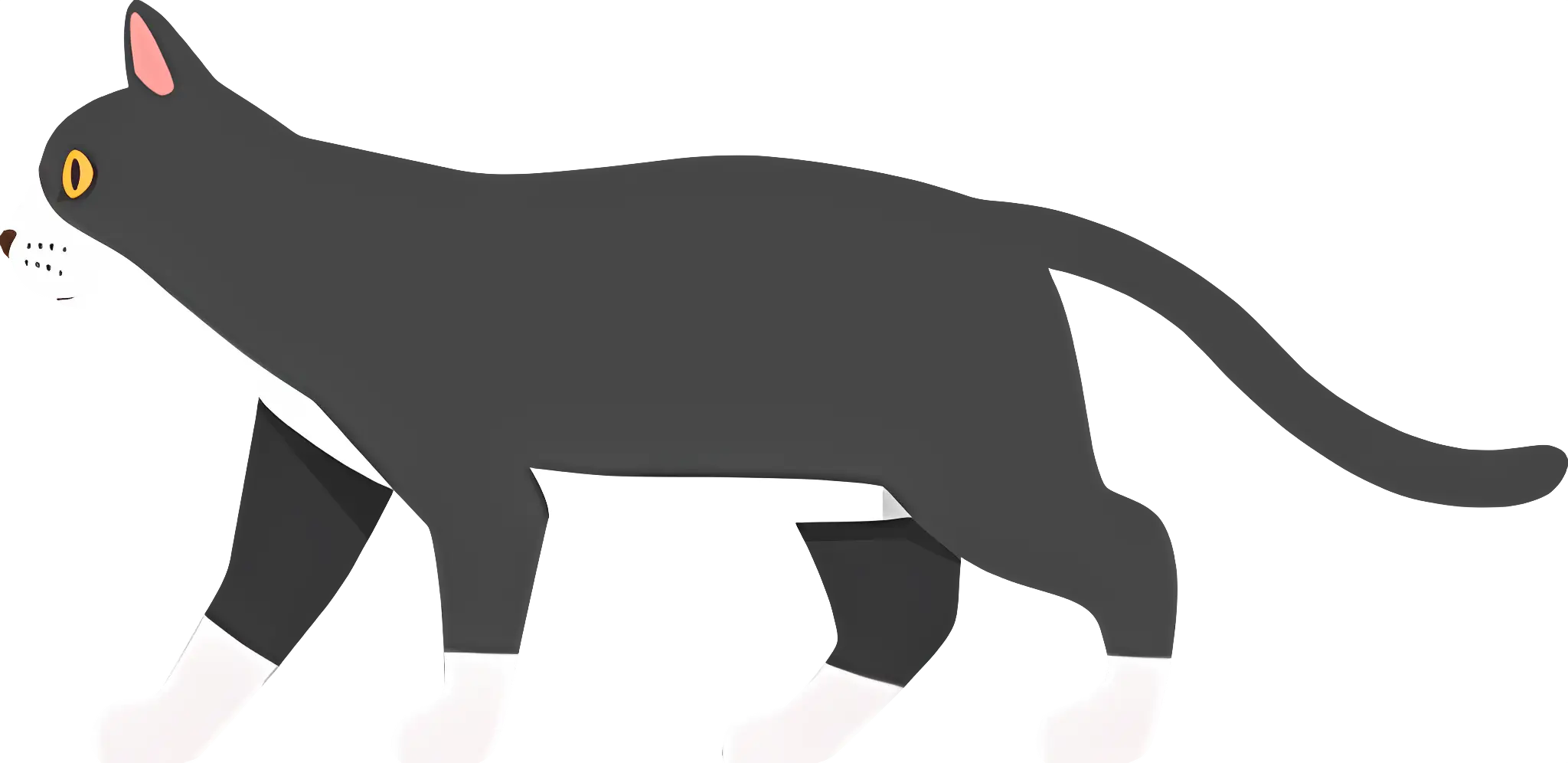 Walking Black and White Cat