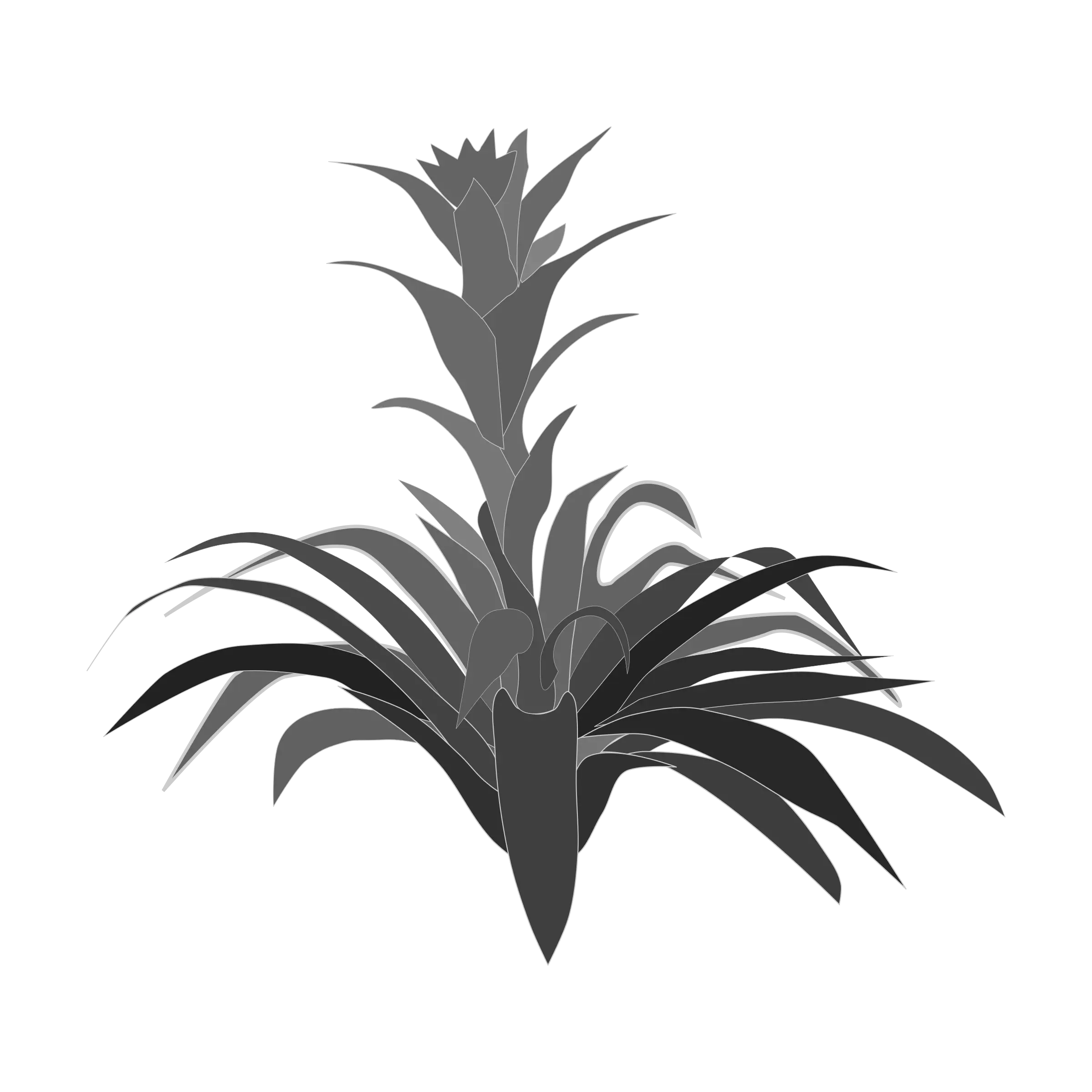 Monochrome Tropical Plant Illustration