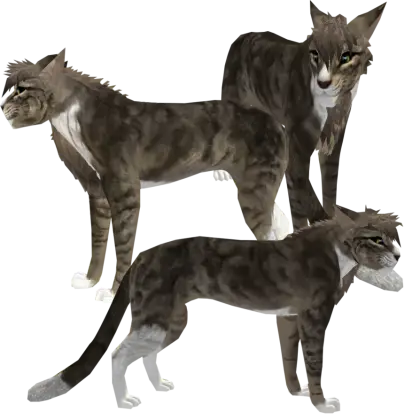 Digital Illustration of Wildcat Trio