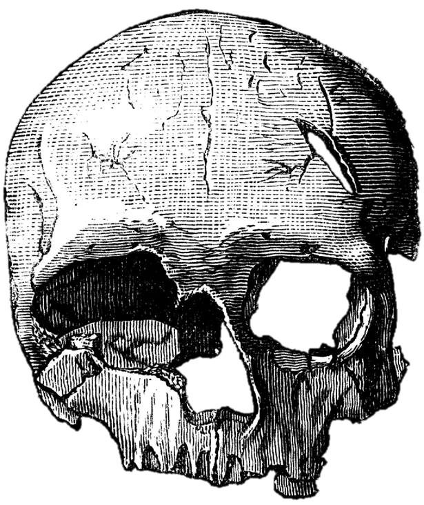 Detailed Skull Illustration