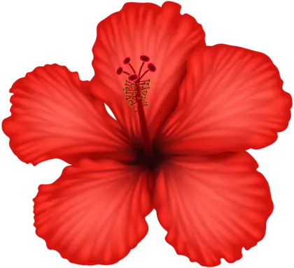 Bright Red Hibiscus Flower Classic Design