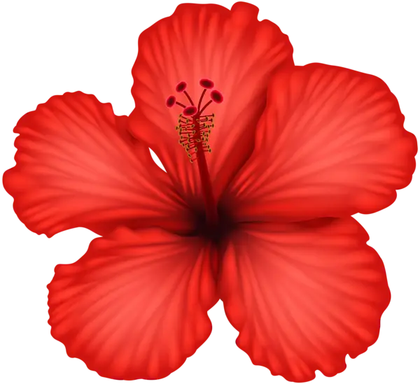 Bright Red Hibiscus Flower Classic Design