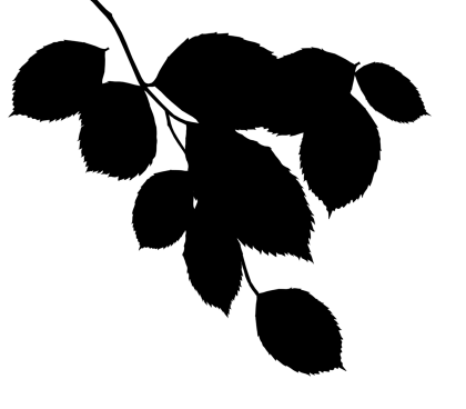 Silhouette of Black Branch with Leaves
