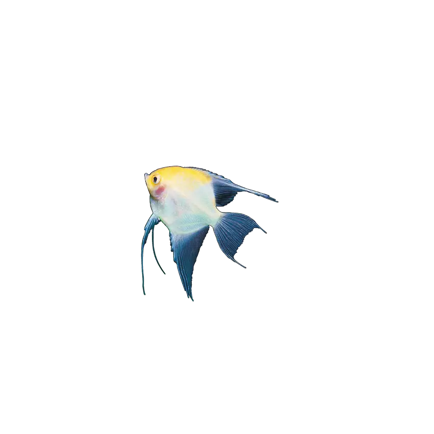 Yellow and Blue Angelfish Illustration