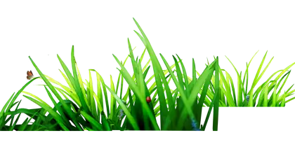 Fresh Green Grass Blades with Small Details