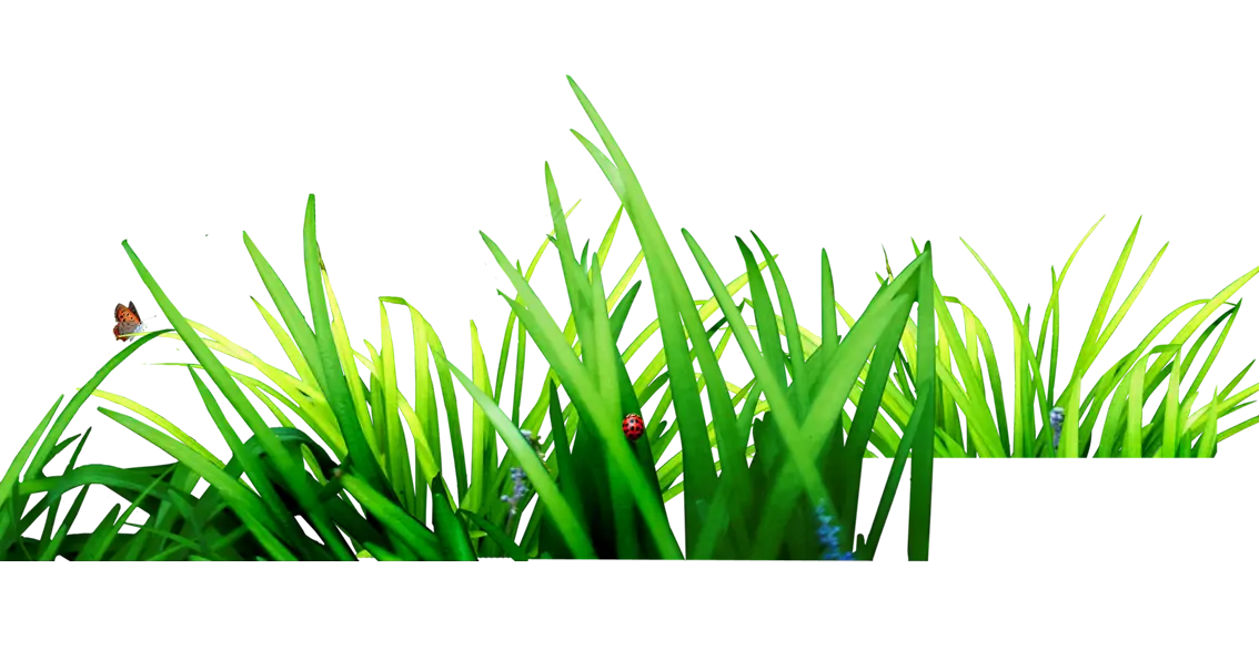 Fresh Green Grass Blades with Small Details