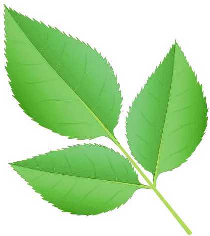 Green Leaves Botanical Illustration