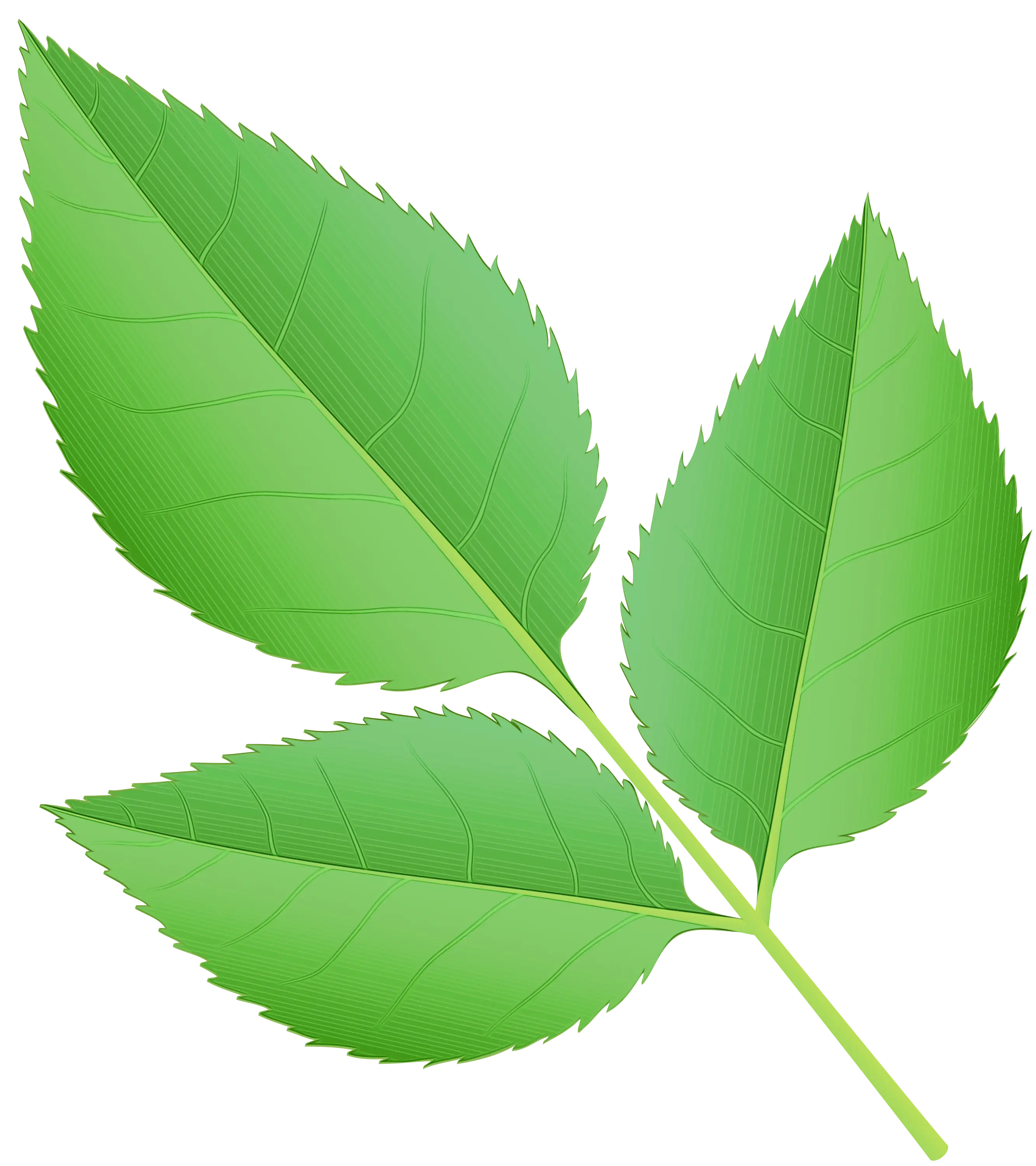 Green Leaves Botanical Illustration
