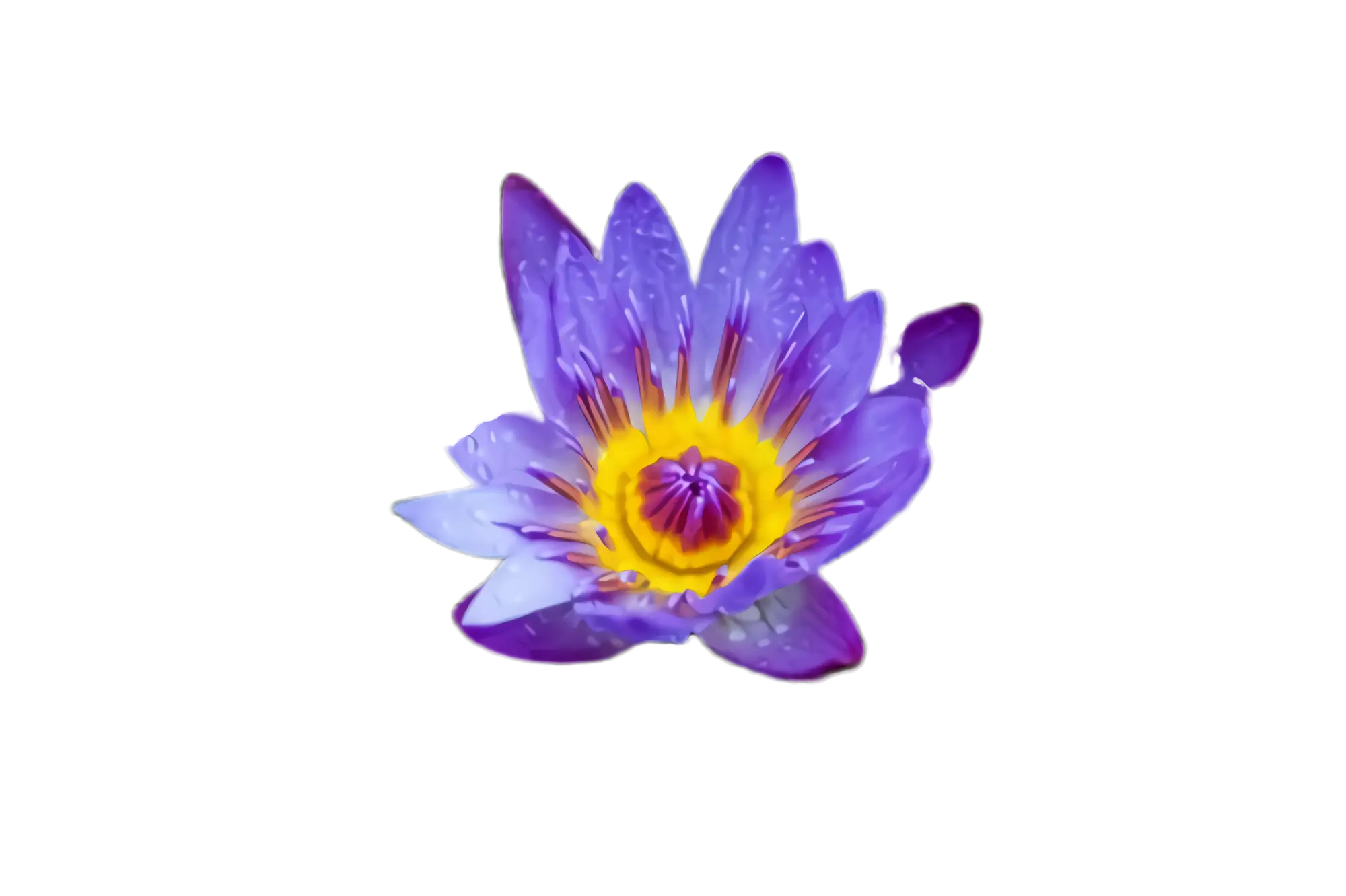 Elegant Purple Water Lily