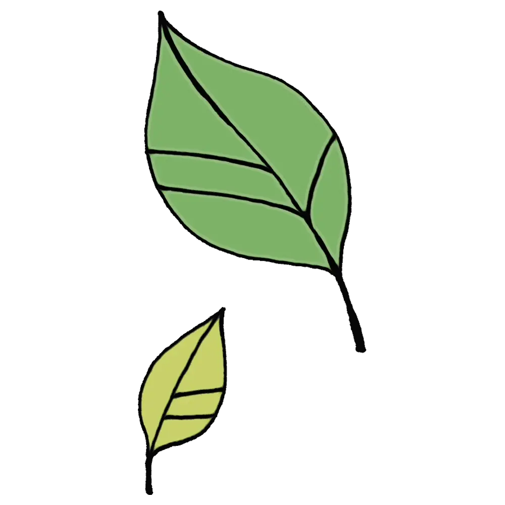 Minimalist Green Leaves Illustration