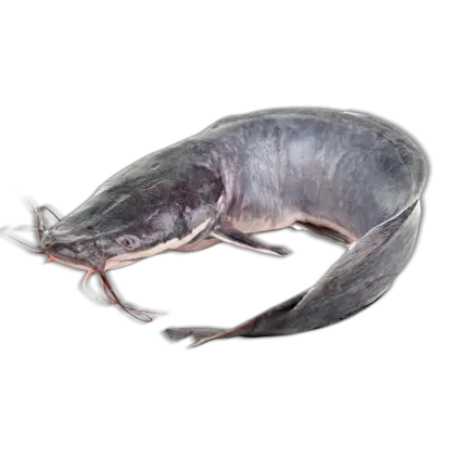 Catfish in Aquatic Environment
