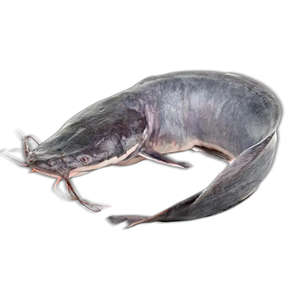 Catfish in Aquatic Environment